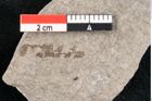 Foto (Detailansicht) von Puccinites zosterae Ettingshausen (NHMW-GEO-2024-0188-6634)